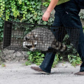 Humane levende dierenval vangst vrijgave kooi